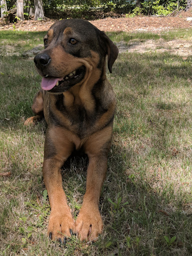 /lostandfound/images/lnfpets/original/21561_35325_Thor 1.jpg